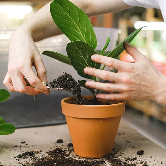 Gardening Enthusiasts